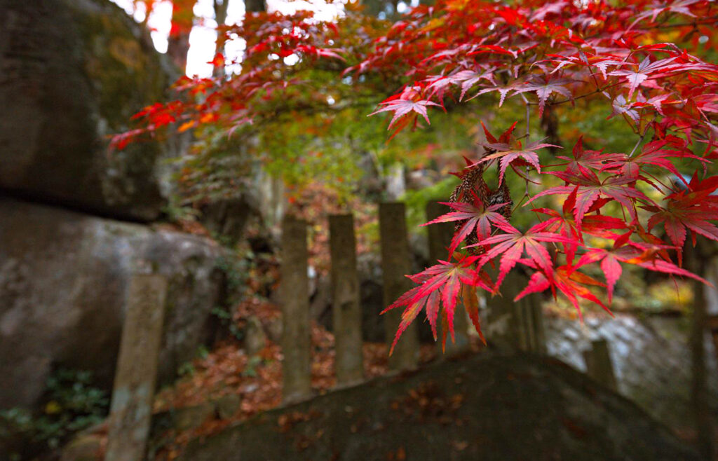 紅葉